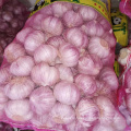 Fresh normal white garlic price in china